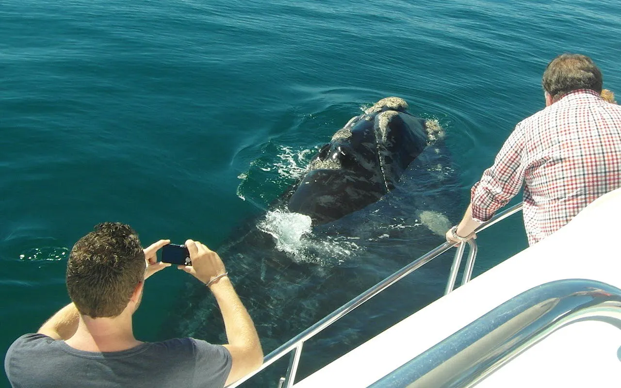 Cape Town Private Tour with Whale Watching Boat Trip, Stony Point Penguin Colony Visit, and Hermanus Wine Region Transfers Image 4
