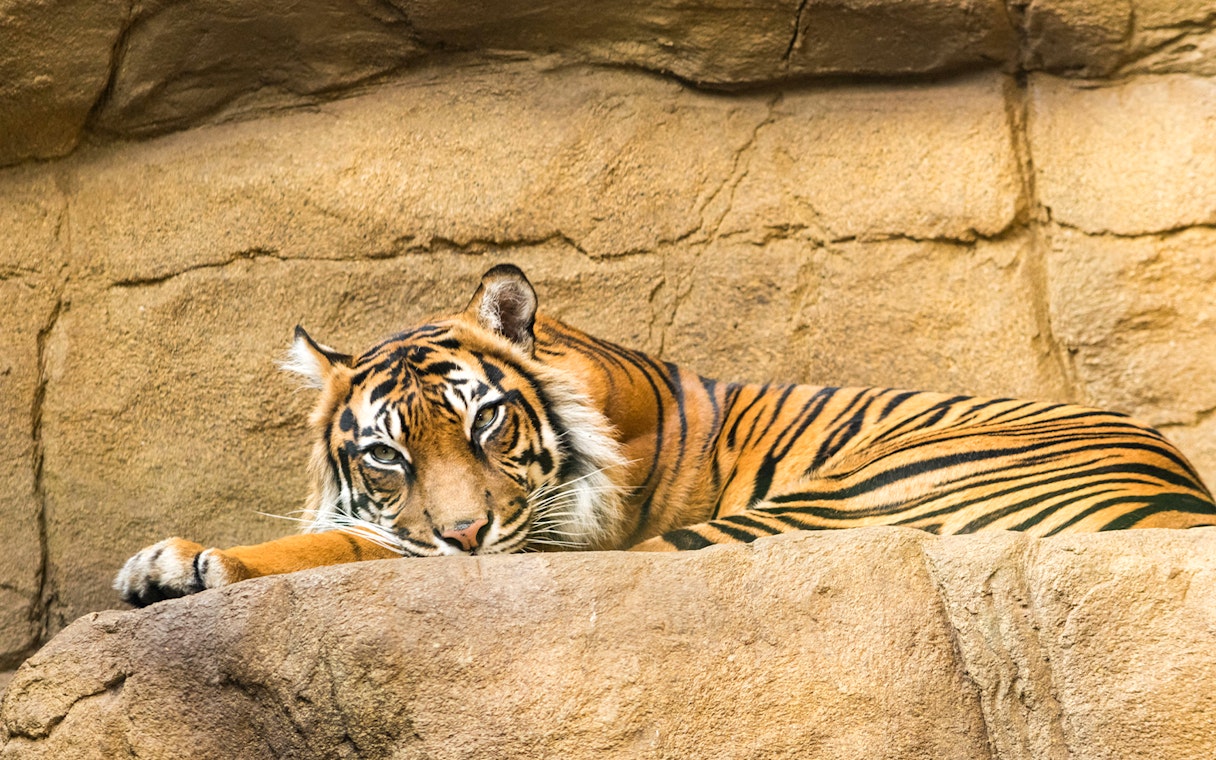 Tiger resting on a rock at London Zoo.
