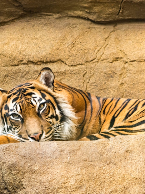 Tiger resting on a rock at London Zoo.