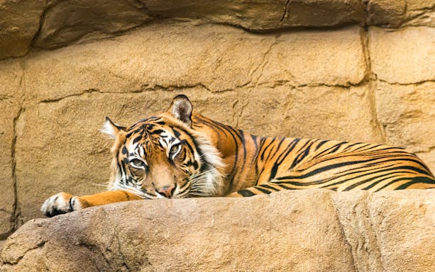 Tiger resting on a rock at London Zoo.