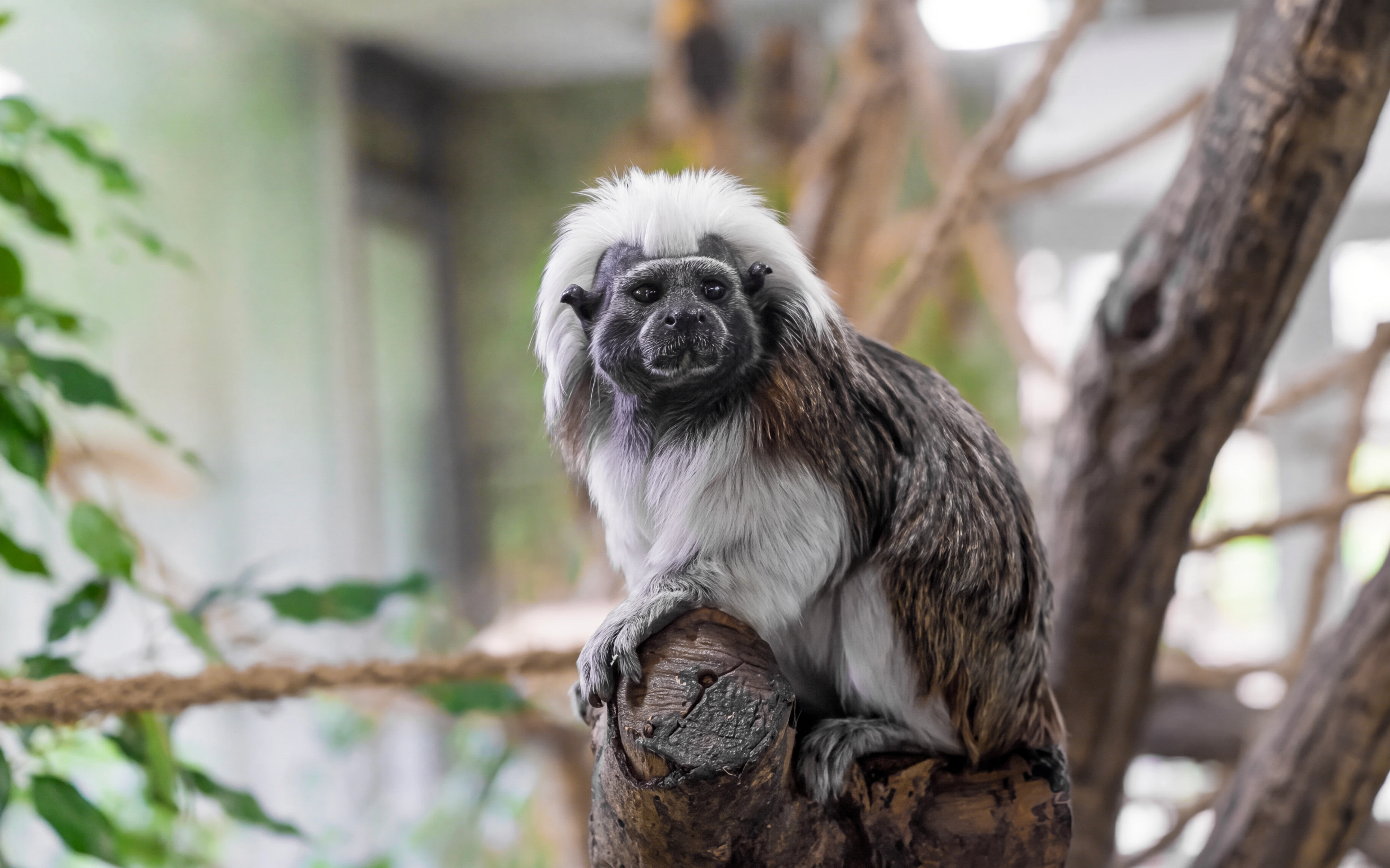 Tamarin monkey perched on a branch at Hellabrunn Zoo, Munich.
