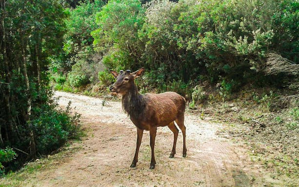 Deer on a forest path in S'Acqua Callenti, Castiadas.