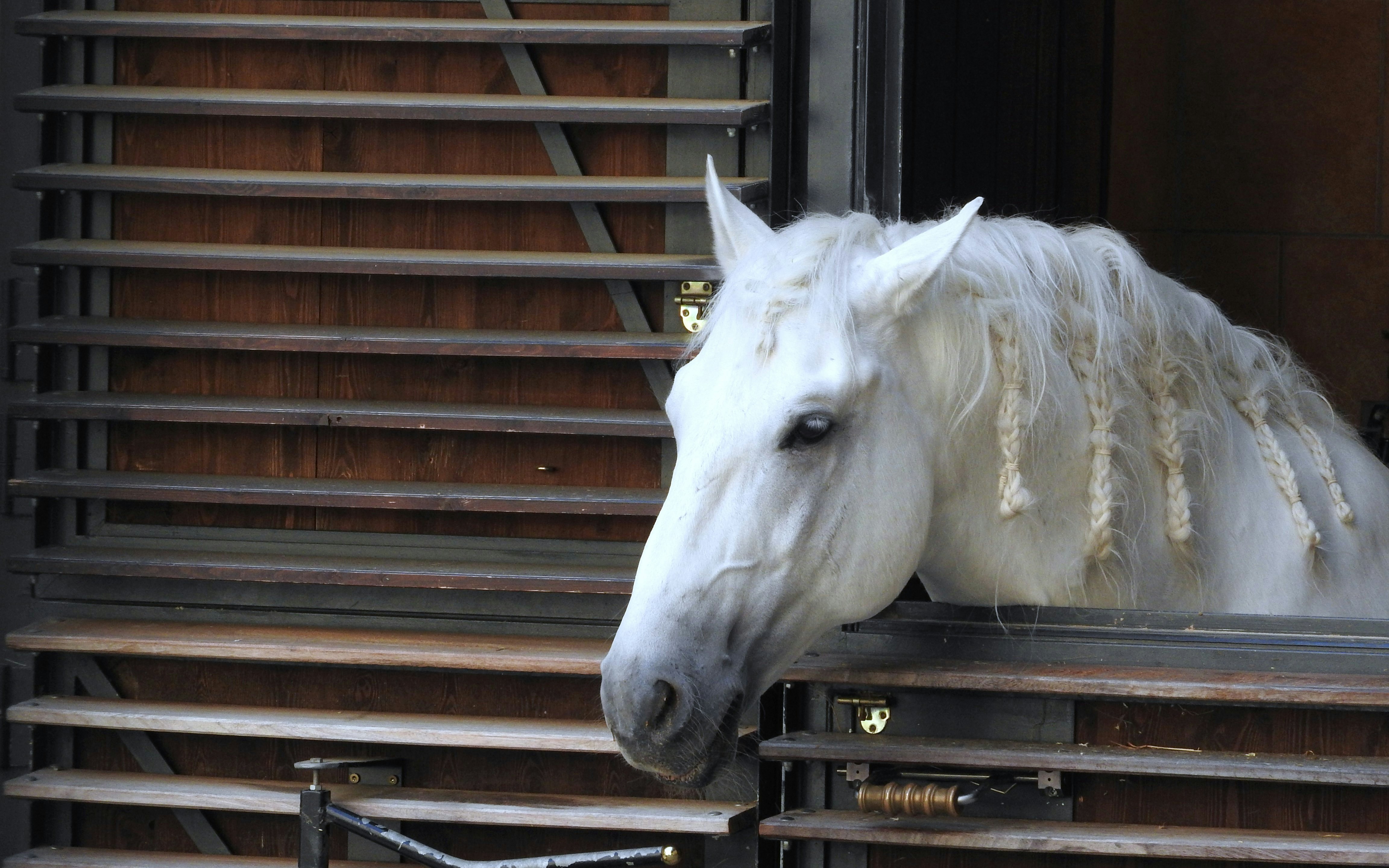 Lipizzaner horse peering out of stable in Vienna.