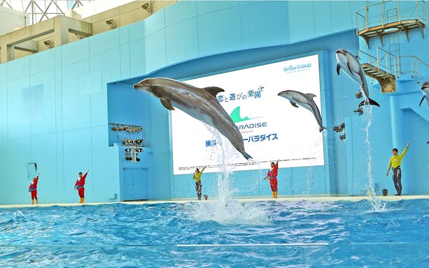 Dolphins performing at Hakkeijima Sea Paradise in Yokohama, Japan.