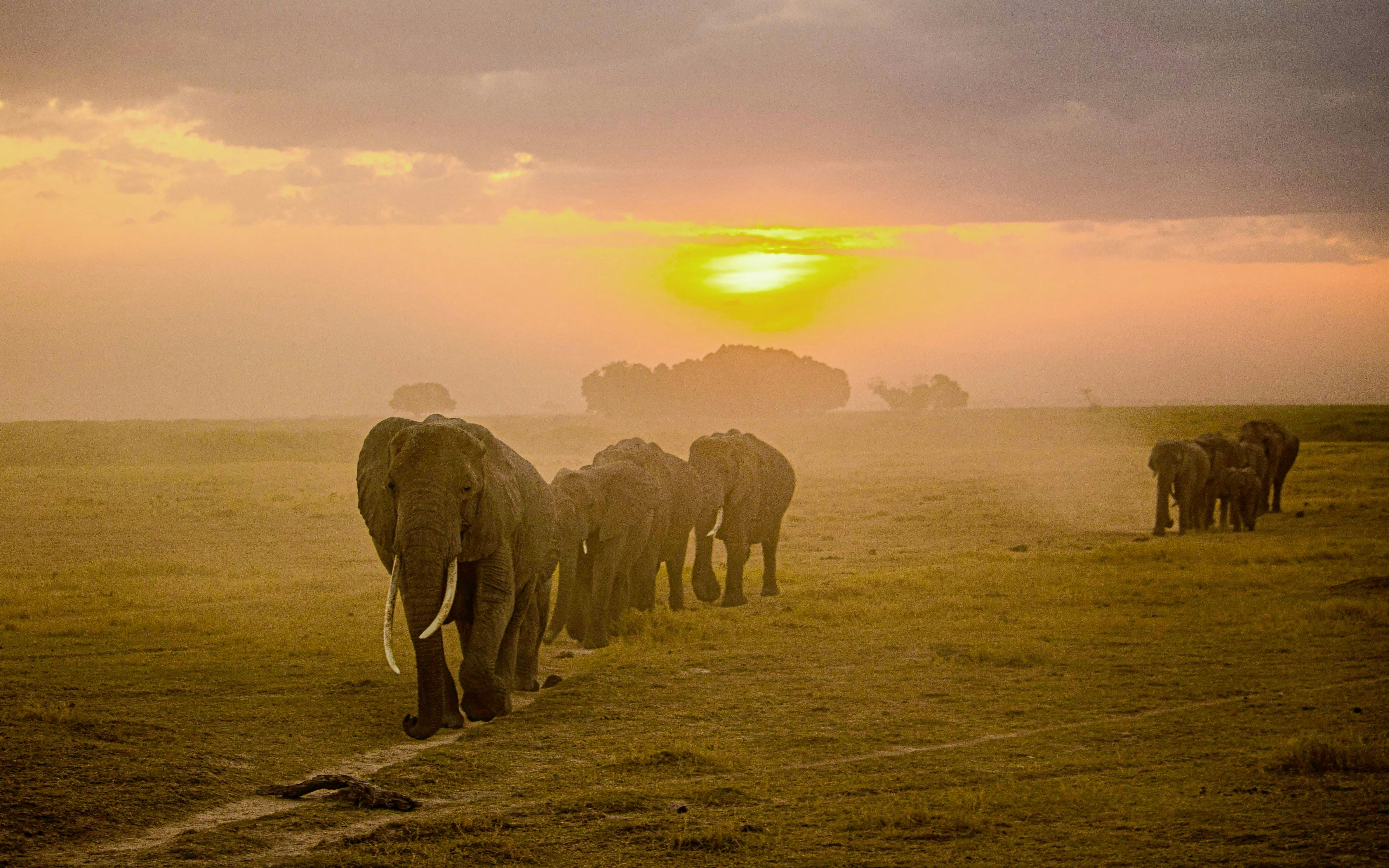 Elephants walking at sunset in Kenya.