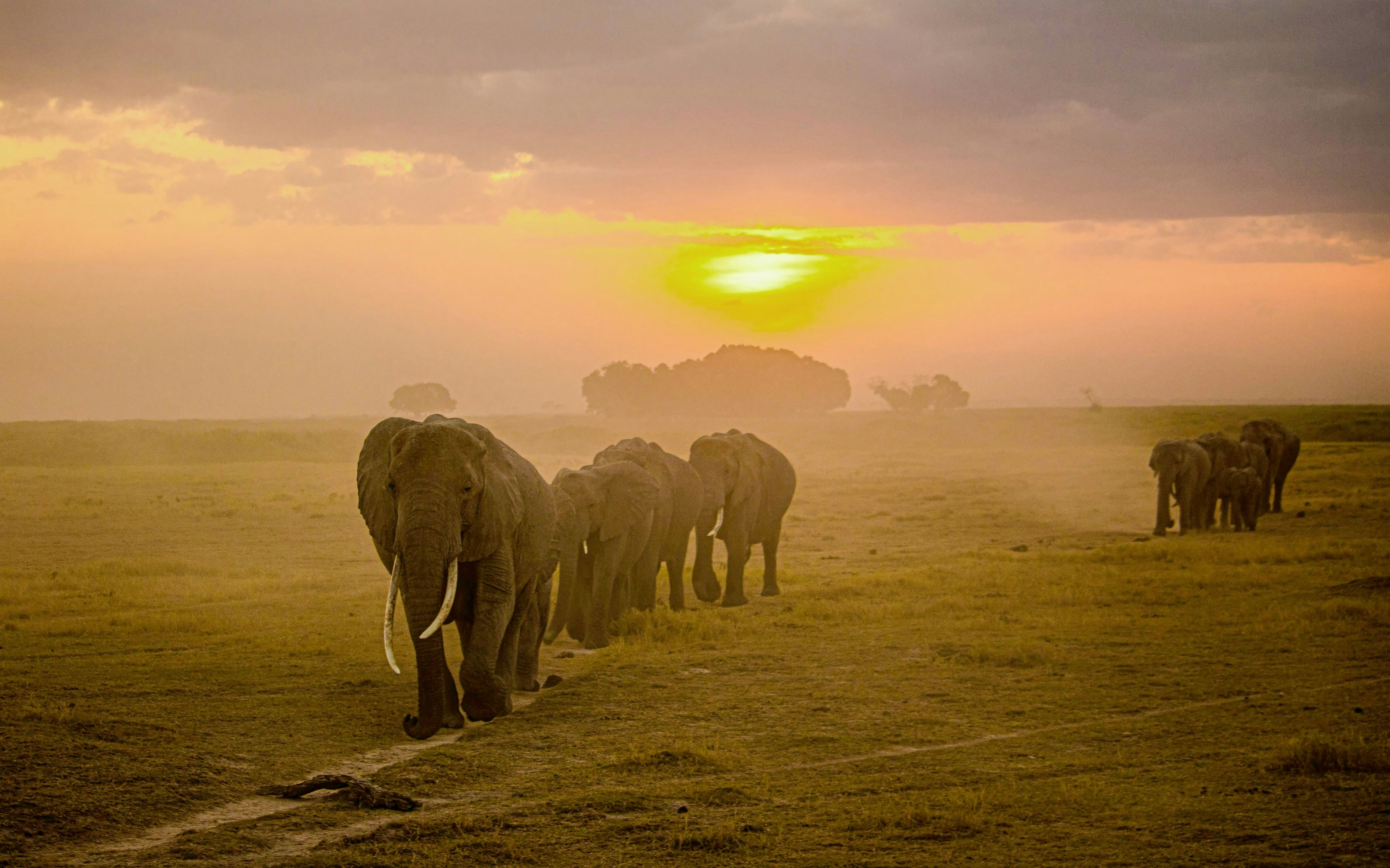 Elephants walking at sunrise.