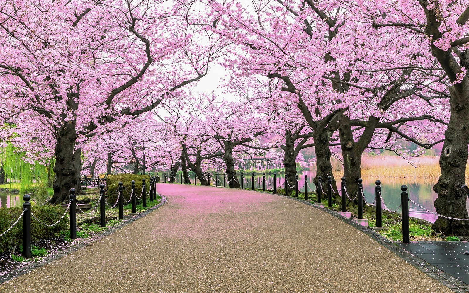 Cherry blossom trees lining a path in Ueno Park, Tokyo.