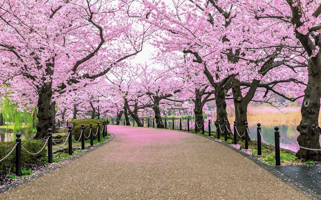 Cherry blossom trees lining a path in Ueno Park, Tokyo.