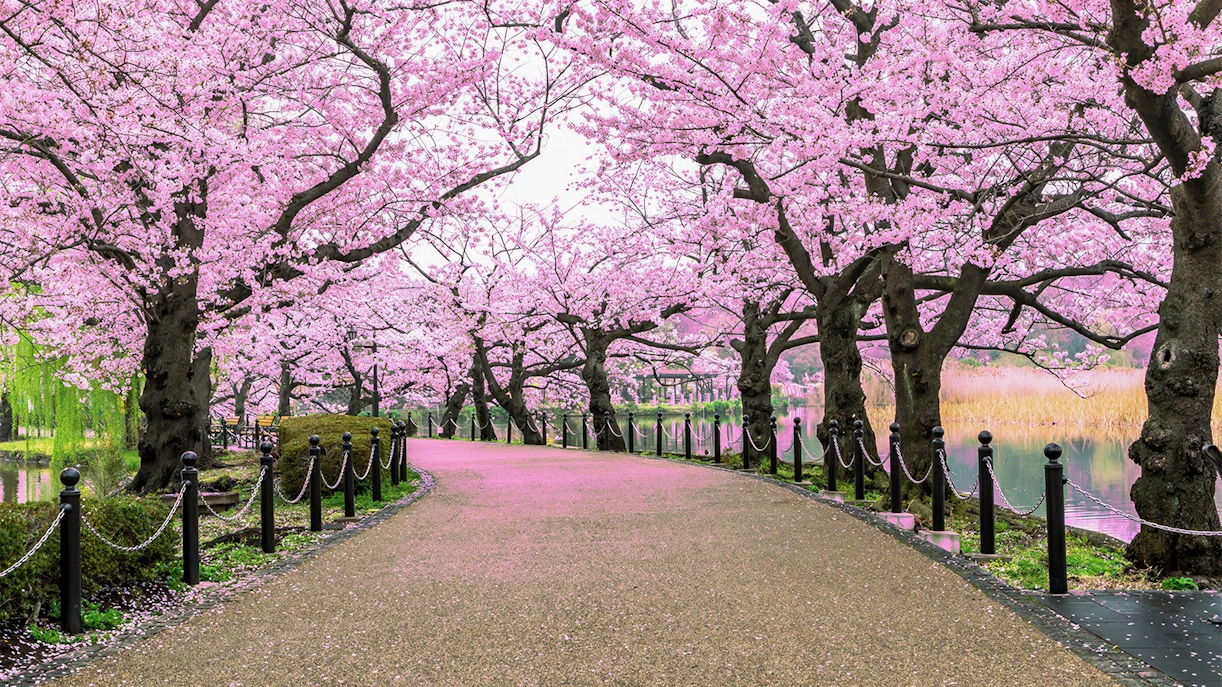 Cherry blossom trees lining a path in Ueno Park, Tokyo.