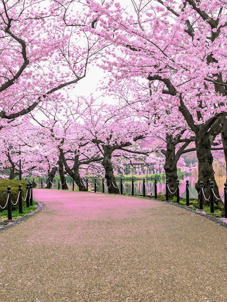 Cherry blossom trees lining a path in Ueno Park, Tokyo.