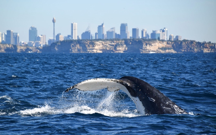 Whale tail emerging from water with Sydney skyline in the background.