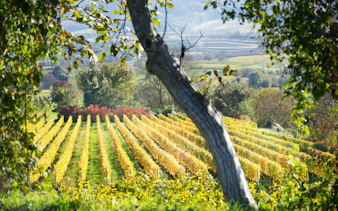 Vineyards in Bolgheri, Tuscany, with rows of grapevines and scenic countryside views.