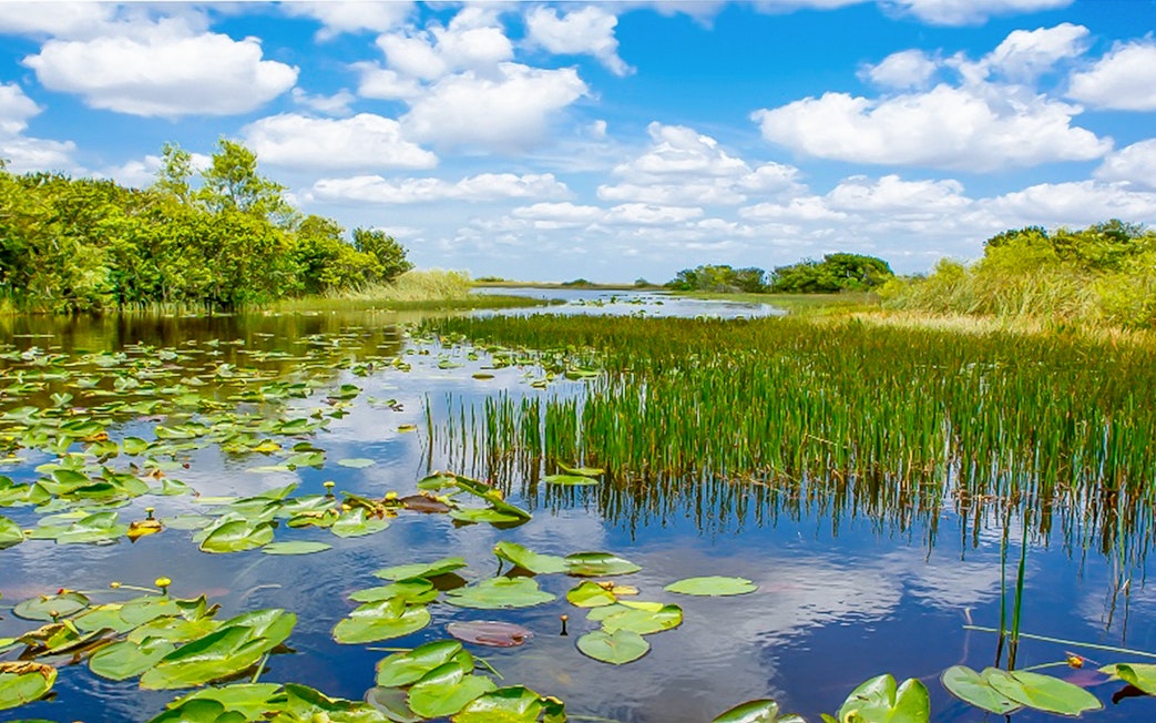 Everglades wetland view with lily pads and reeds, part of Miami safari tour.