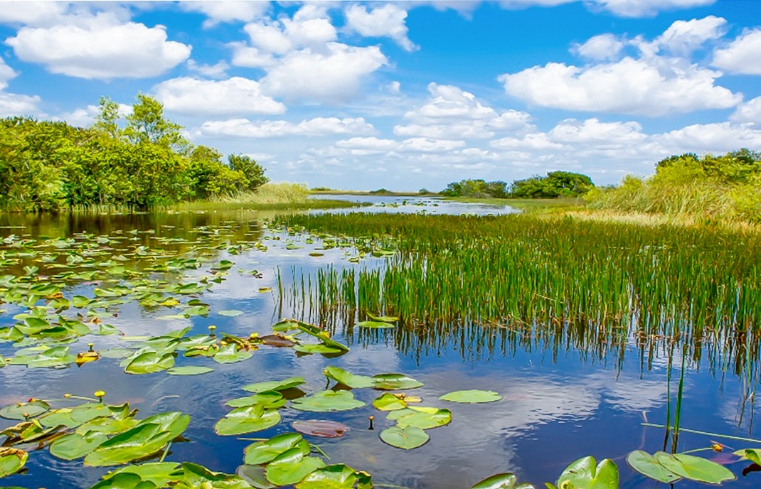 Everglades wetland view with lily pads and reeds, part of Miami safari tour.