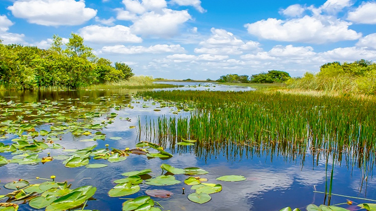 Everglades wetland view with lily pads and reeds, part of Miami safari tour.