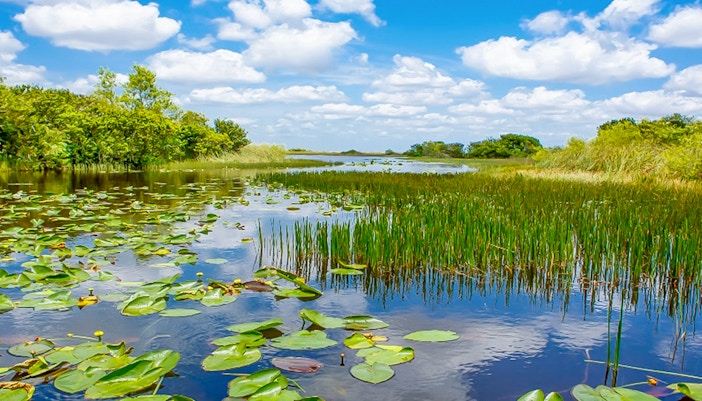 Everglades wetland view with lily pads and reeds, part of Miami safari tour.