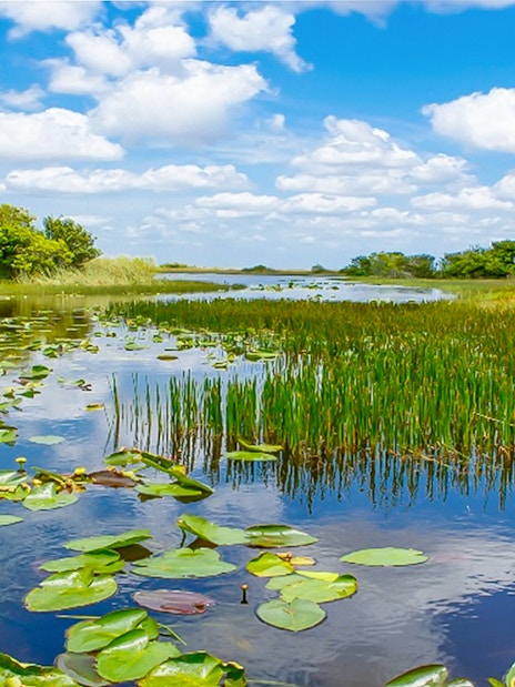 Everglades wetland view with lily pads and reeds, part of Miami safari tour.
