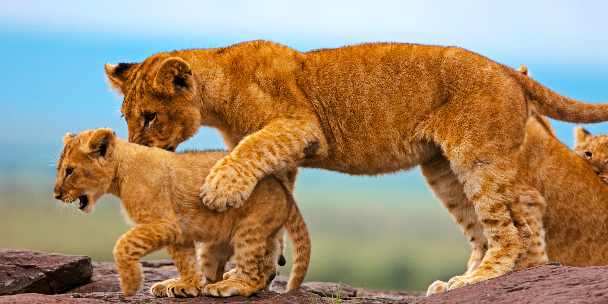 Lioness and cub walking on rocks in Maasai Mara during group safari.