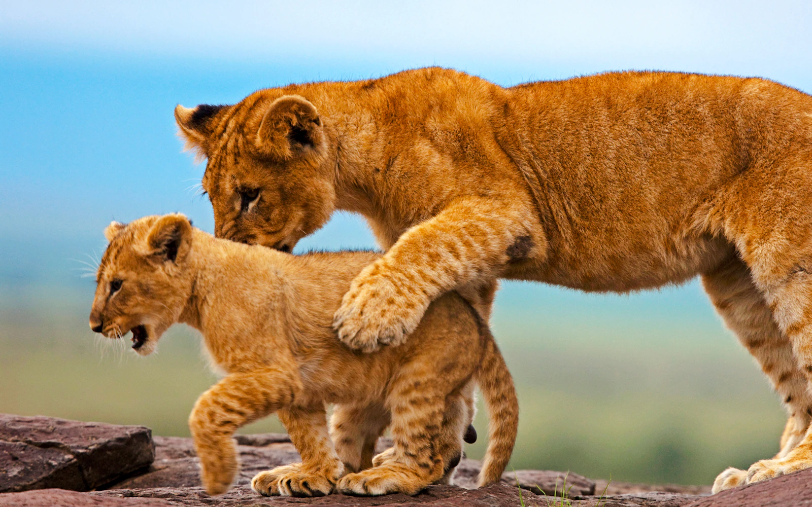 From Nairobi: 3-Day Maasai Mara Small-Group Safari (Product 56436)