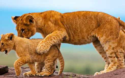 Lioness and cub walking on rocks in Maasai Mara during group safari.