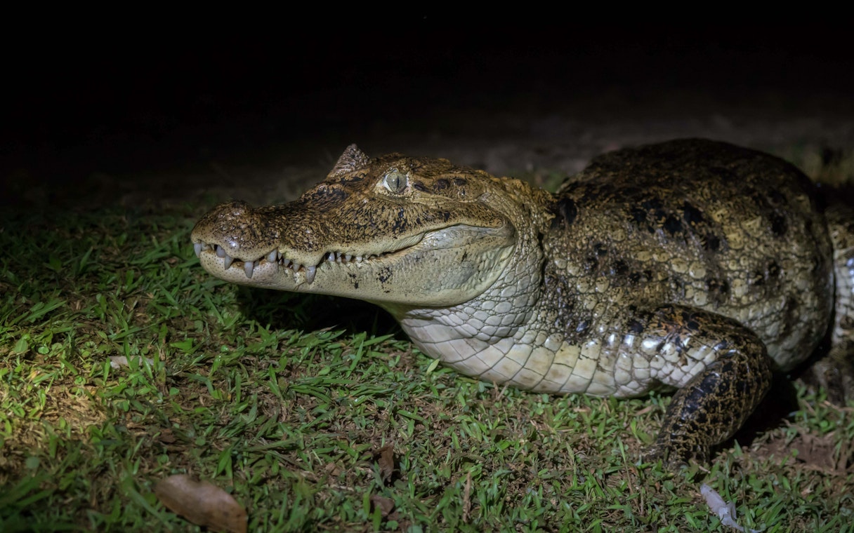 Alligator on grass at night in Gatorland.