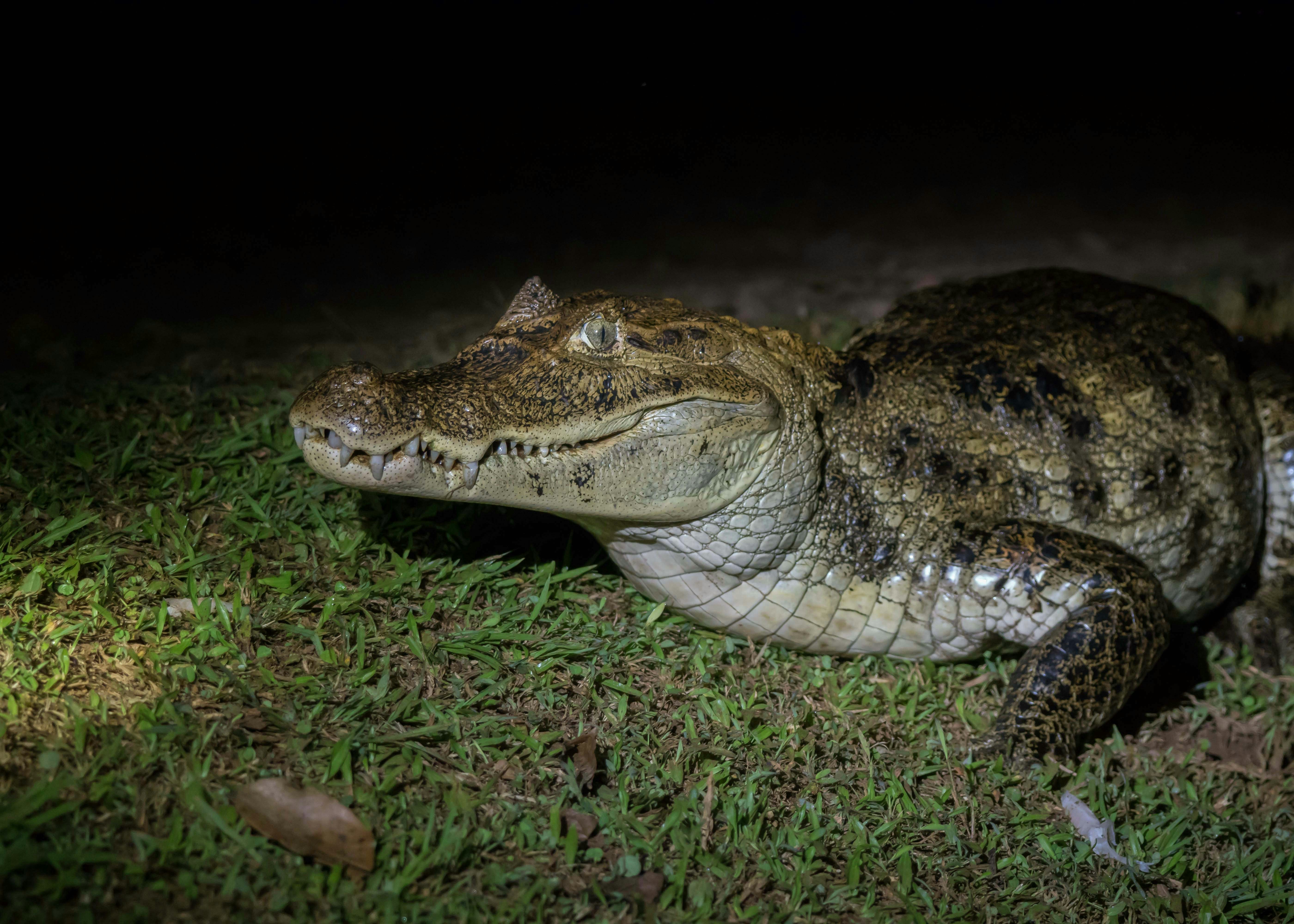 Gator Night Shine