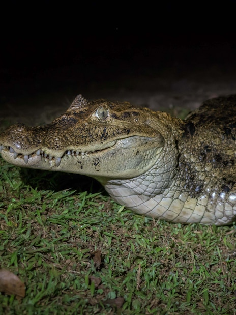 Alligator on grass at night in Gatorland.