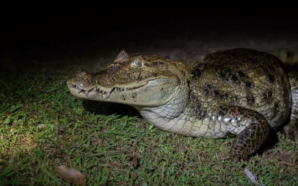 Alligator on grass at night in Gatorland.