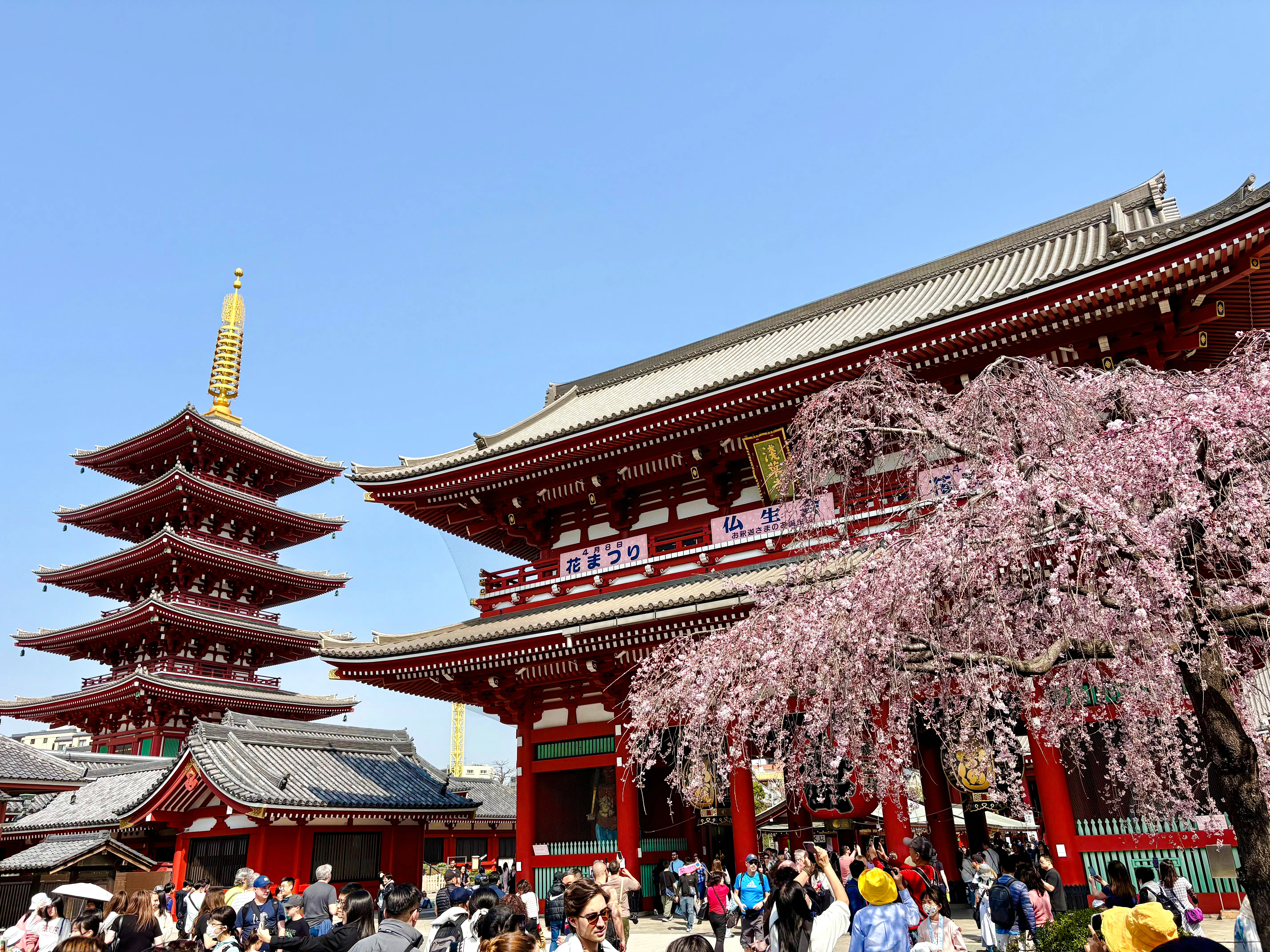 Tokyo Private Half-Day Tour by Luxury Alphard with Local Guide