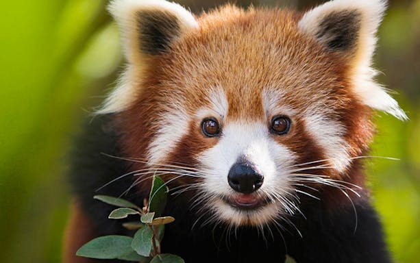 Red panda at Symbio Wildlife Park, Australia.