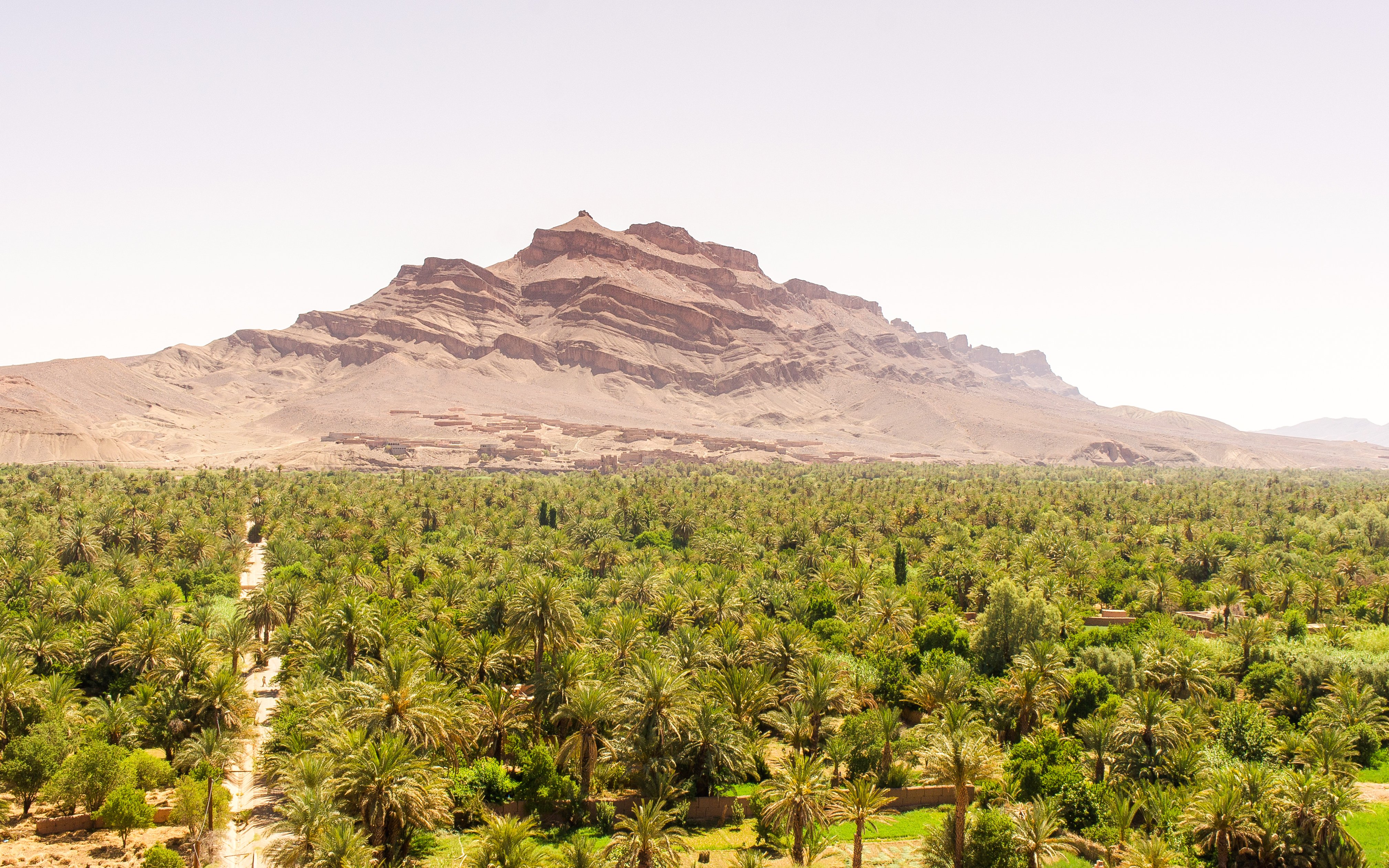 Palmeraie oasis with lush palm trees and a mountain backdrop in Morocco.
