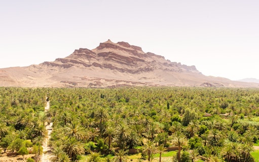 Palmeraie oasis with lush palm trees and a mountain backdrop in Morocco.