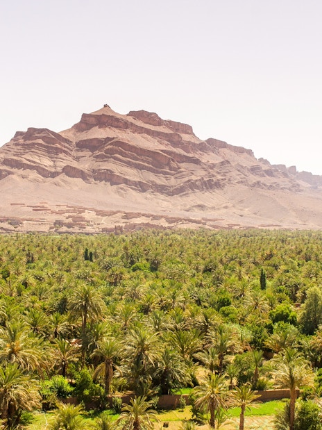 Palmeraie oasis with lush palm trees and a mountain backdrop in Morocco.