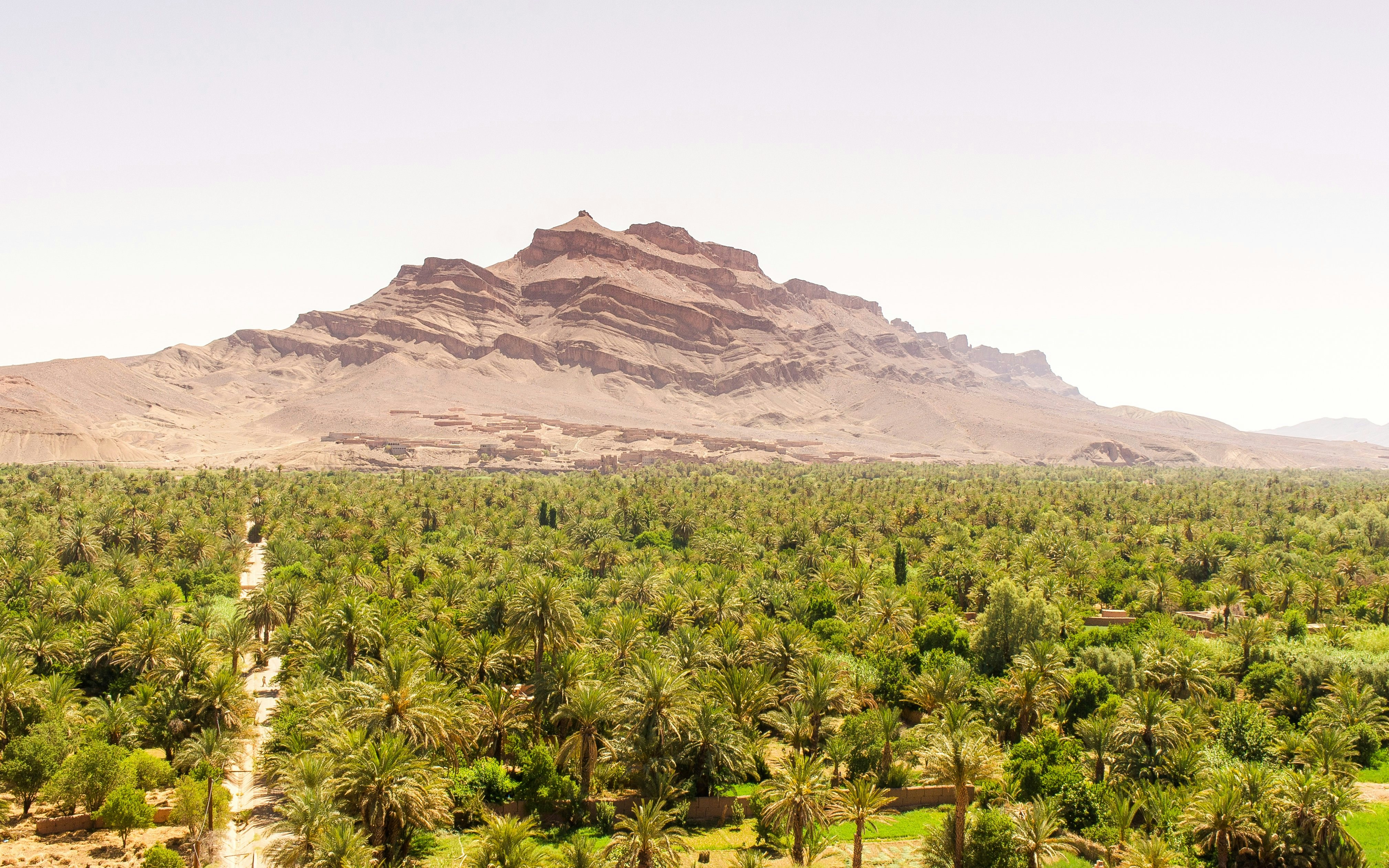 Palmeraie oasis with lush palm trees and a mountain backdrop in Morocco.