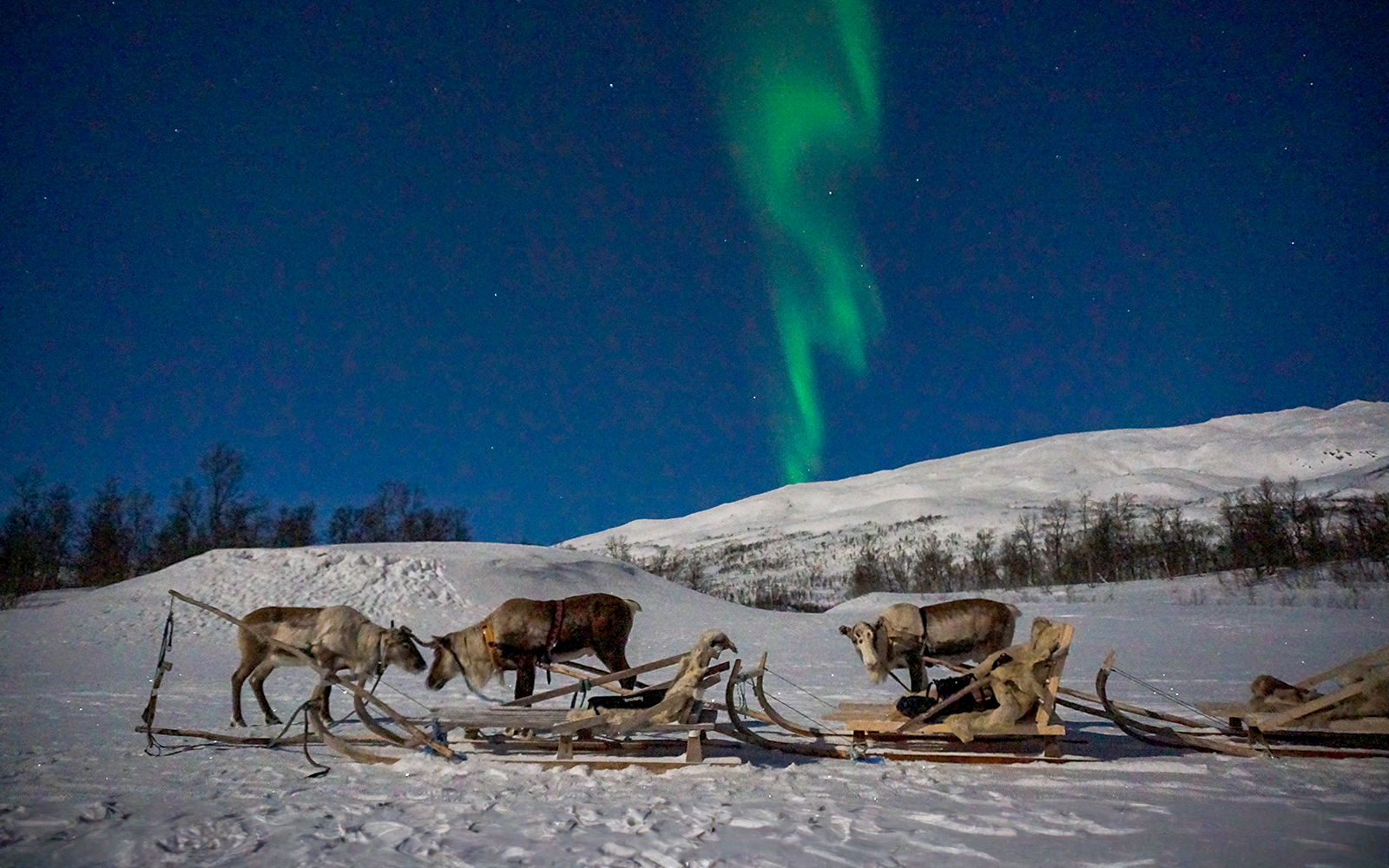 Tromso Reindeer Sledding Northern Lights Tour Expert Guide