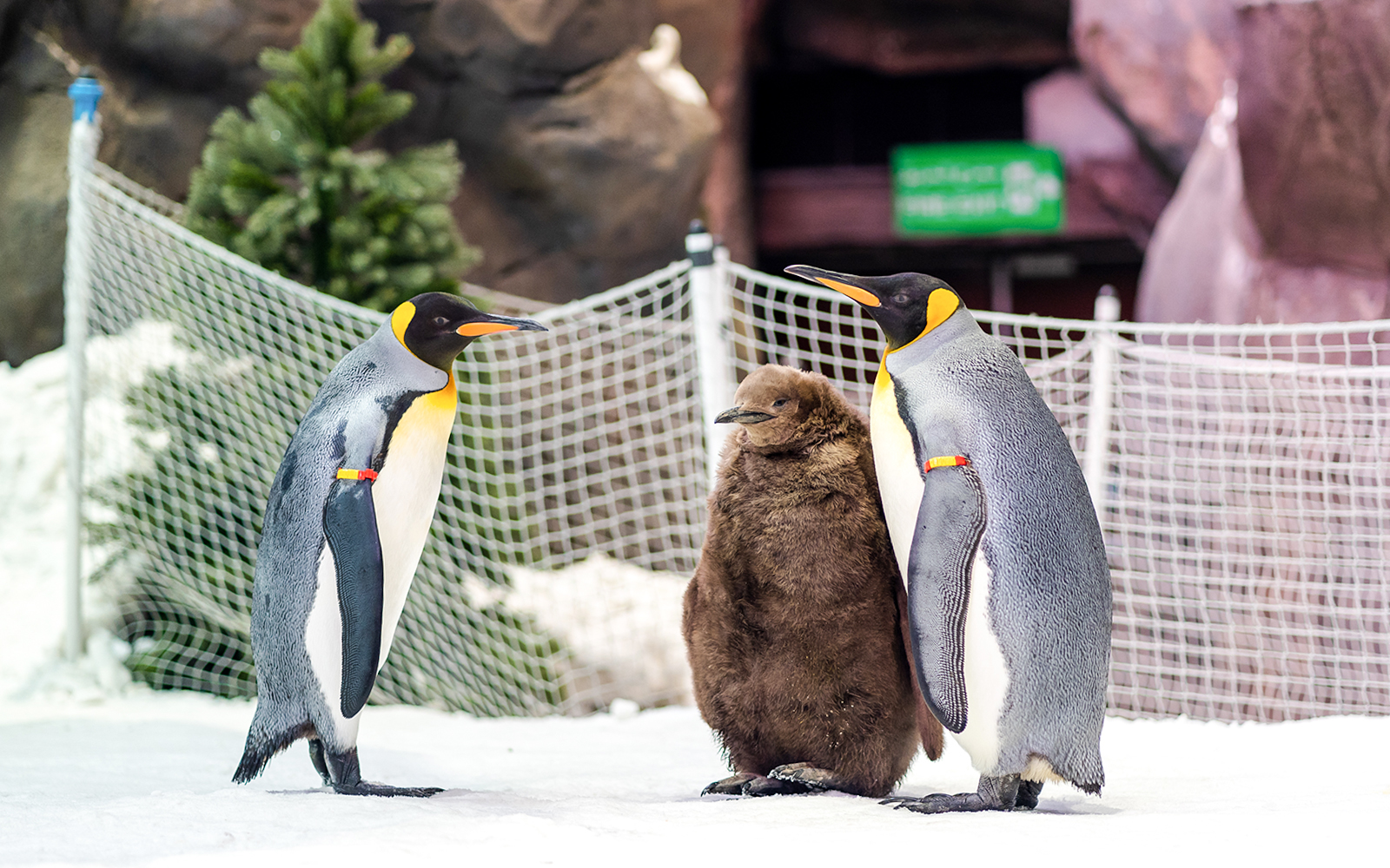 Penguins at Ski Dubai Penguin Encounter standing on snow.