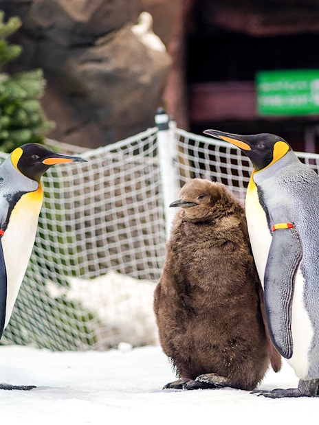 Penguins at Ski Dubai Penguin Encounter standing on snow.