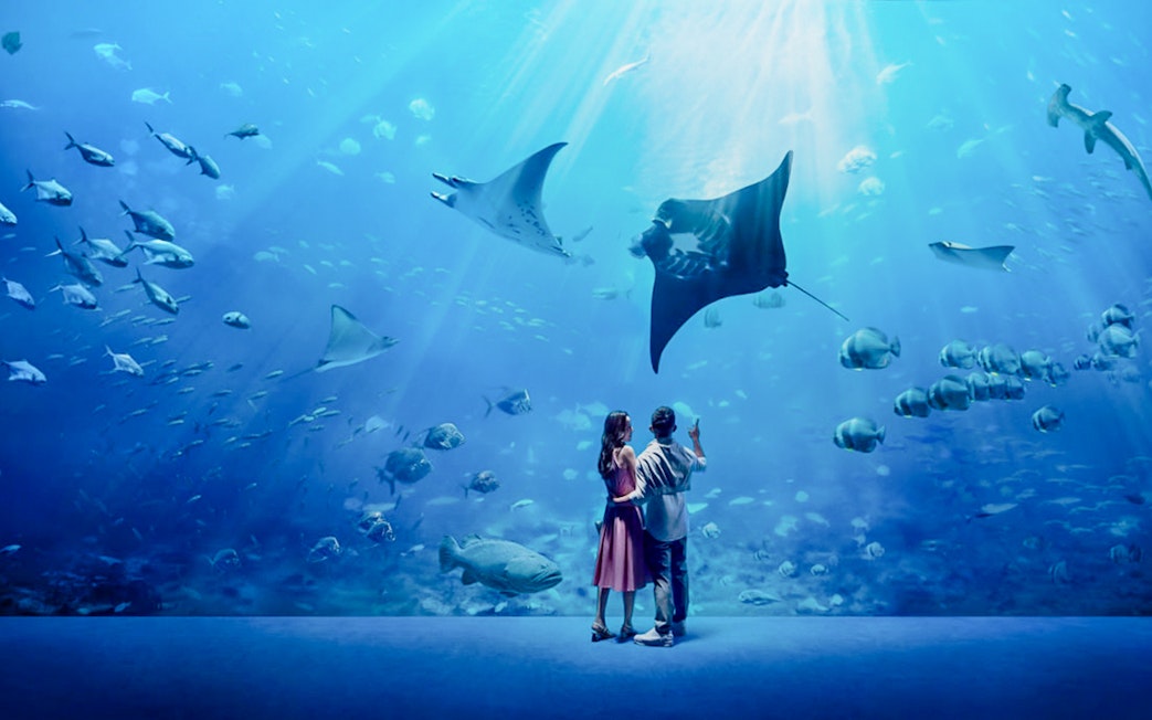 Tourists observing a stingray at Singapore Oceanarium.