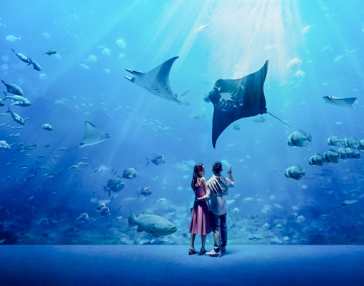 Tourists observing a stingray at Singapore Oceanarium.