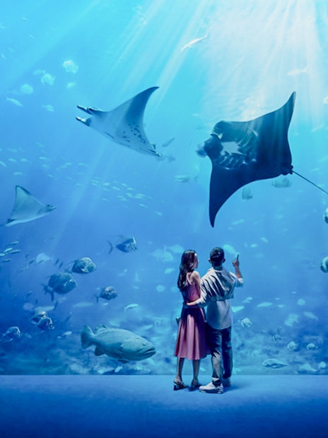 Tourists observing a stingray at Singapore Oceanarium.