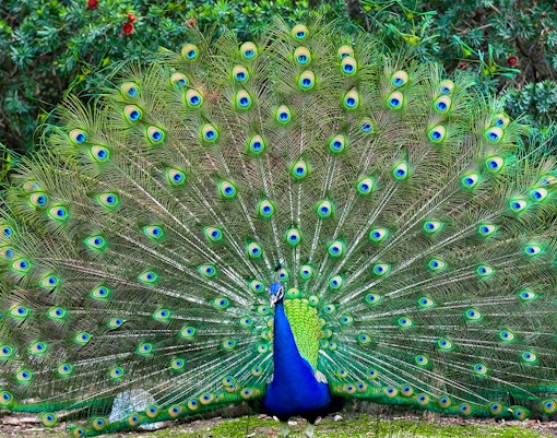 Enchanted Forest at Lisbon Zoo