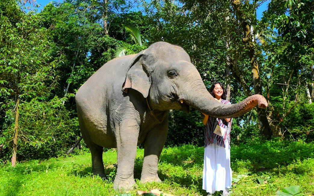 Elephant with a person in a lush forest setting during a walking tour.