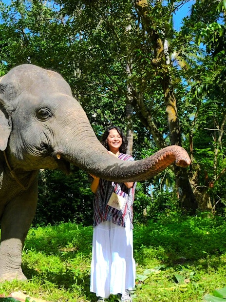 Elephant with a person in a lush forest setting during a walking tour.