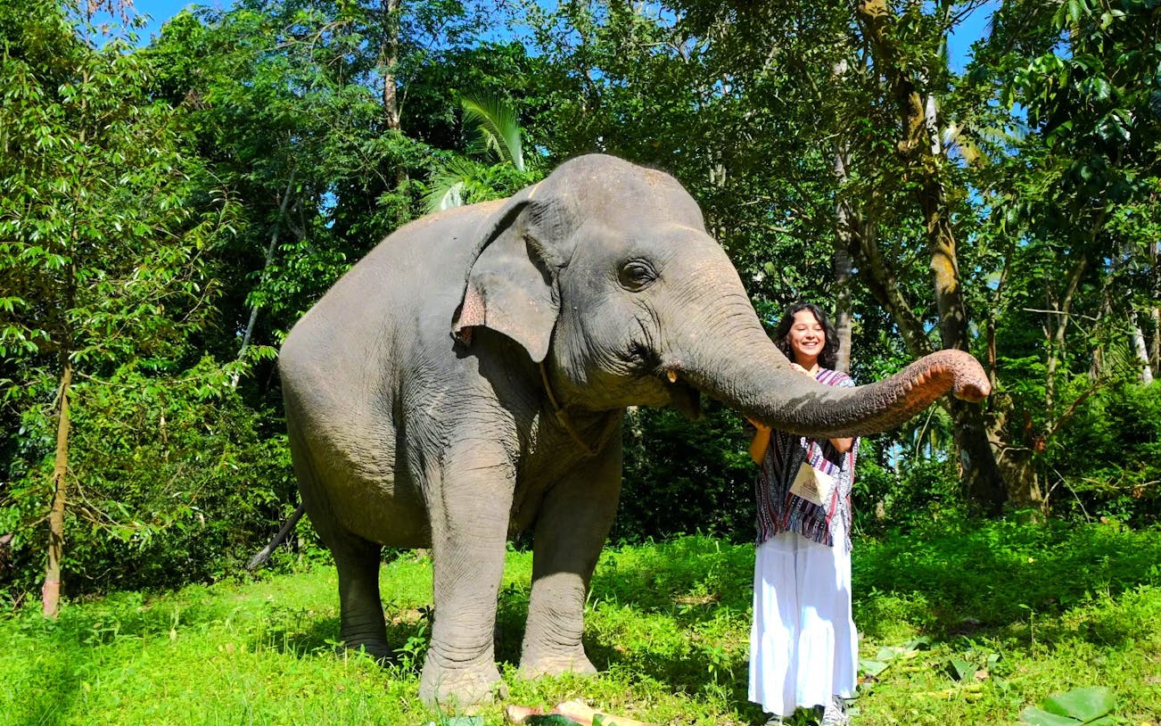 Elephant with a person in a lush forest setting during a walking tour.