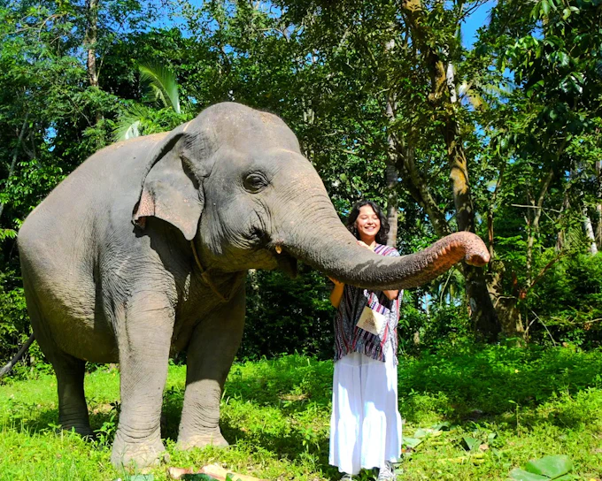 Ko Samui Elephant Sanctuary: Walk with Elephants Experience with Buffet Lunch and Hotel Transfers