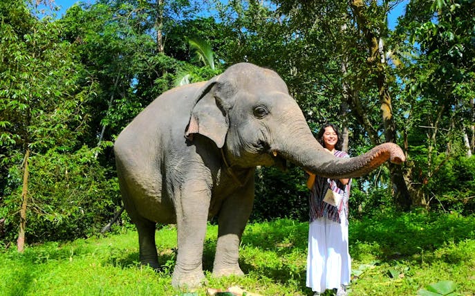 Elephant with a person in a lush forest setting during a walking tour.