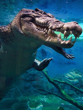 Crocodile swimming underwater at Crocosaurus Cove, Darwin.