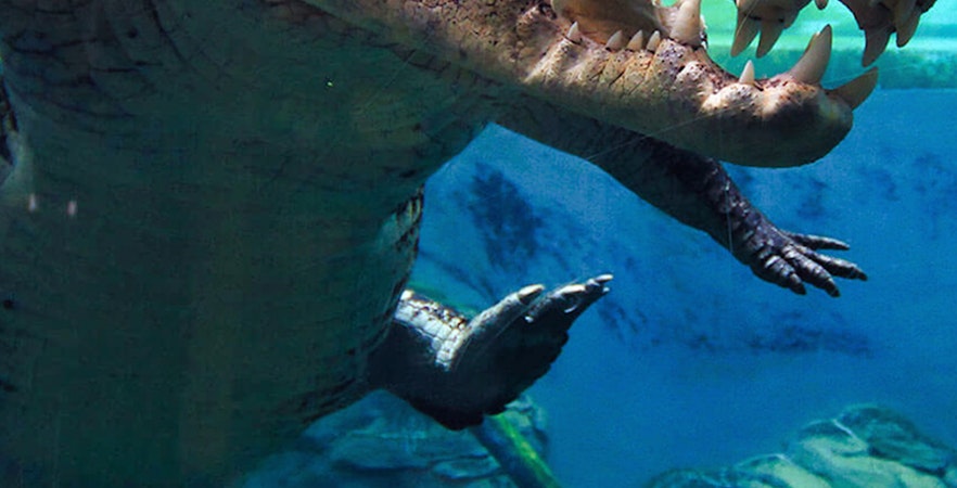 Enseada do Crocossauro