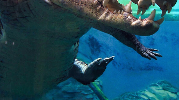 Crocodile swimming underwater at Crocosaurus Cove, Darwin.