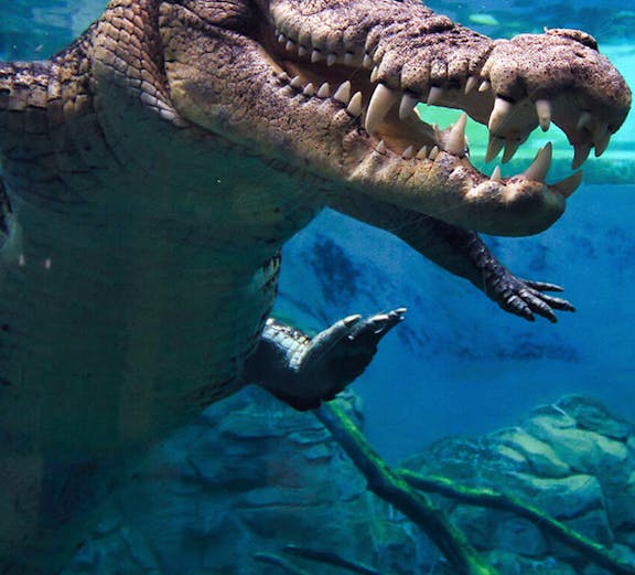Crocodile swimming underwater at Crocosaurus Cove, Darwin.
